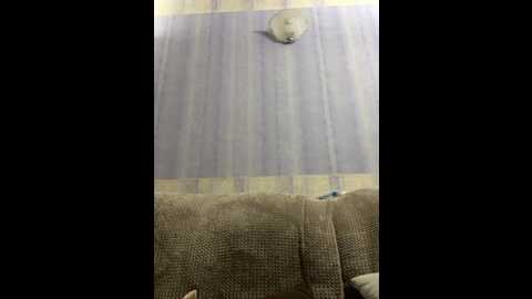 ellidi @ bongacams on 20230917