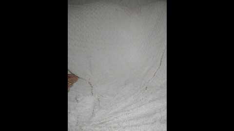 lolatorr @ bongacams on 20230923