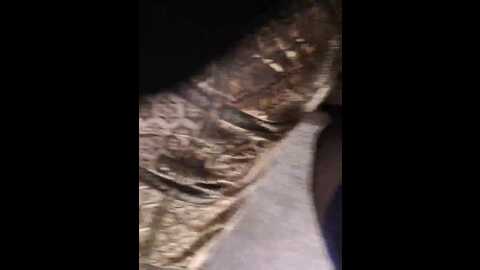 koks69a @ bongacams on 20230924