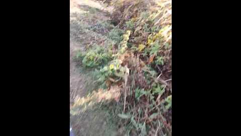 ds1002 @ bongacams on 20231003