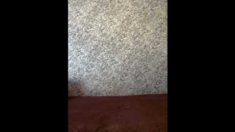 vii_vii_vii @ bongacams on 20231004