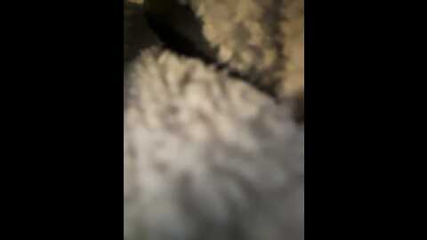 likachkaa @ bongacams on 20231017