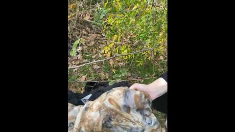 nicoledaniell @ bongacams on 20231112