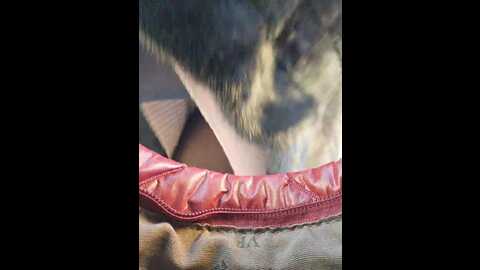 editamilf @ bongacams on 20231129