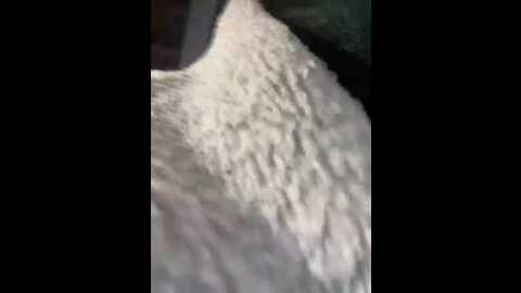 likachkaa @ bongacams on 20231208