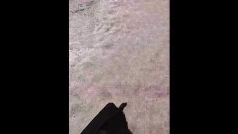 kitsune_alice @ bongacams on 20231213