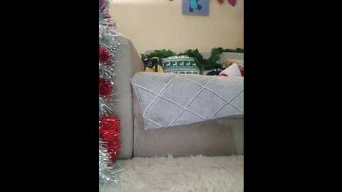 lilo_stitch @ bongacams on 20231222