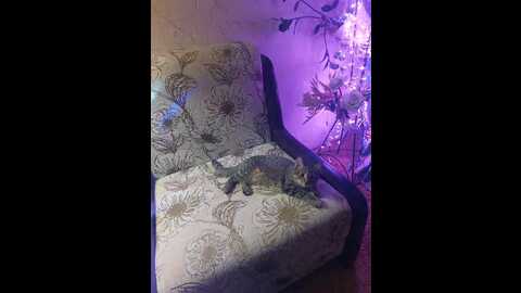 __allochka__ @ bongacams on 20231227
