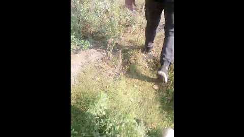_pypsiki_ @ bongacams on 20240919