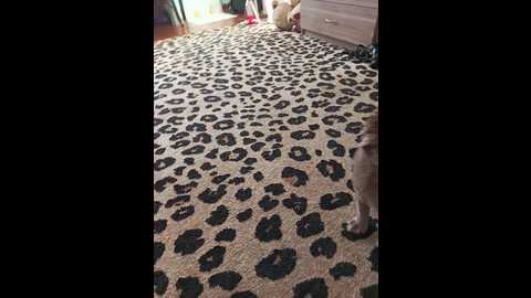 nikita9334 @ bongacams on 20241002