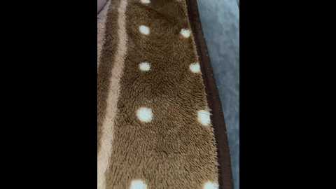 panamera90 @ bongacams on 20241009