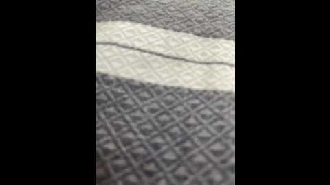 swing12 @ bongacams on 20241114