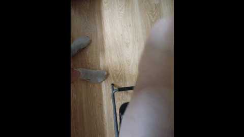 pechalka @ bongacams on 20241119