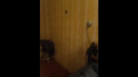 lyda27081 @ bongacams on 20241124