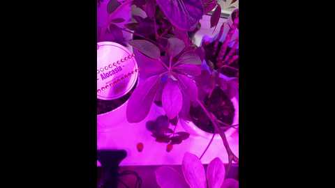 hotpepper_sweetpepper @ bongacams on 20241127