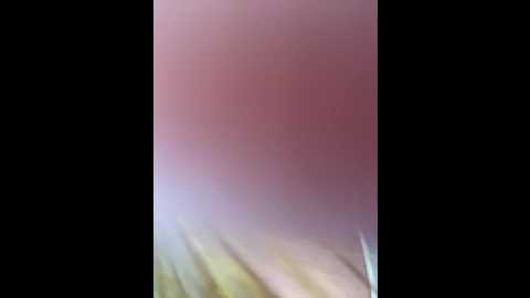 milkaff_ @ bongacams on 20250530