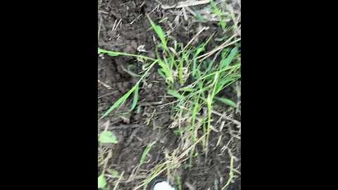 luckystar @ bongacams on 20250604