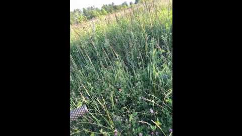 daddysgirl9 @ bongacams on 20250624