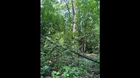 babydarii @ bongacams on 20250713