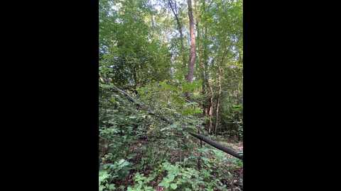 babydarii @ bongacams on 20250715