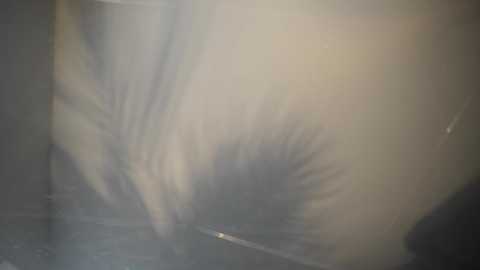 heybanana @ bongacams on 20250728