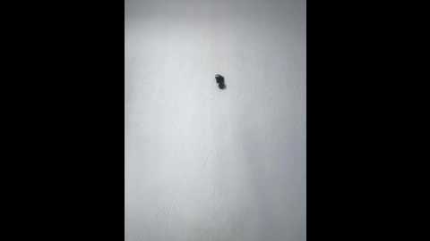 kittybomb1 @ bongacams on 20250731