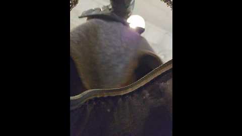 editamilf @ bongacams on 20250924