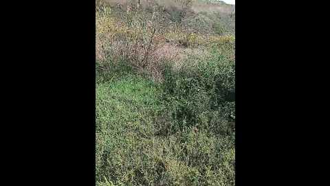 crazylady1 @ bongacams on 20250925