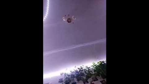 pryttykitty @ bongacams on 20251002