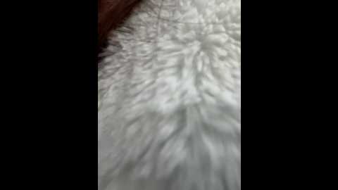 ewabrown @ bongacams on 20251017