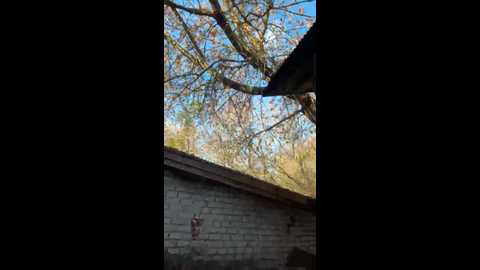 tr1xie @ bongacams on 20251018