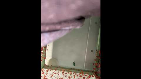 anitashine @ bongacams on 20251021