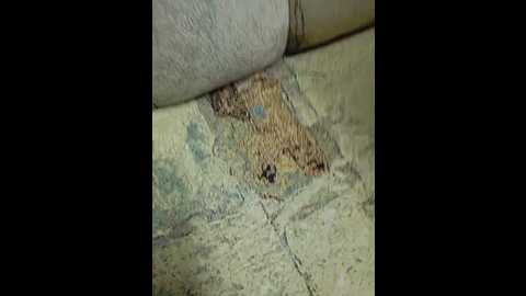 seksiparaa @ bongacams on 20251116