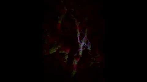 15xatorik15 @ bongacams on 20251121