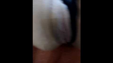 loveorbit @ bongacams on 20251127