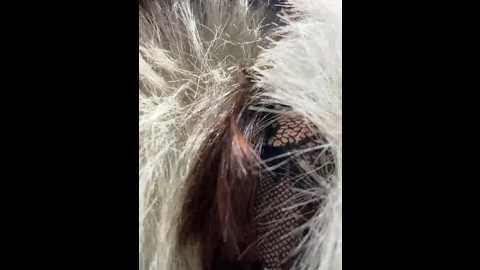 linahelen @ bongacams on 20260105