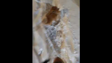 hotpepper_sweetpepper @ bongacams on 20260108