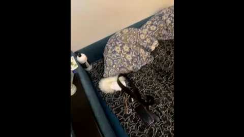 alyonushka_and_ivanushka @ bongacams on 20260122