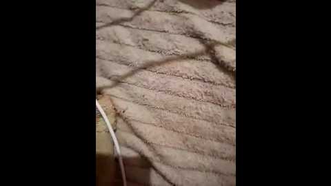 tvoimalchik111 @ bongacams on 20260323