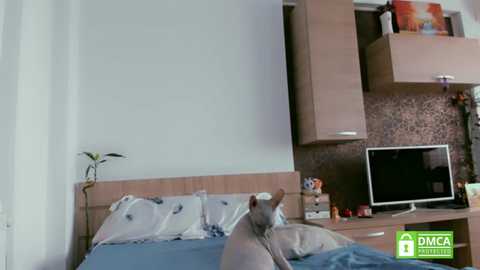 belovedkhlloe @ chaturbate on 20230925