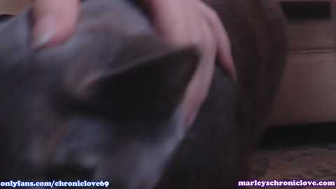 chroniclove @ chaturbate on 20231018