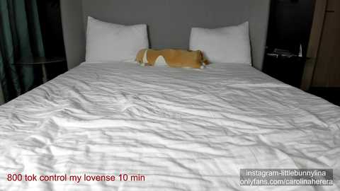 carolinaherera @ chaturbate on 20231110