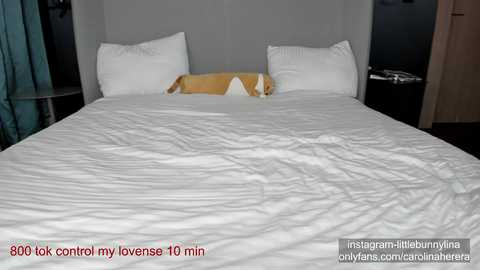 carolinaherera @ chaturbate on 20231113