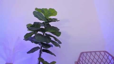 asheley_charris @ chaturbate on 20231117