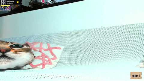 sonjashy @ chaturbate on 20231211