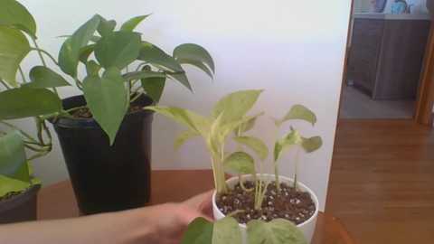 rosegold18 @ chaturbate on 20240116