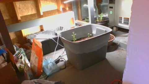 rosegold18 @ chaturbate on 20240129