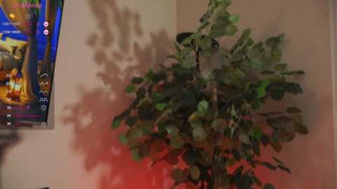 oki_dokie @ chaturbate on 20240203