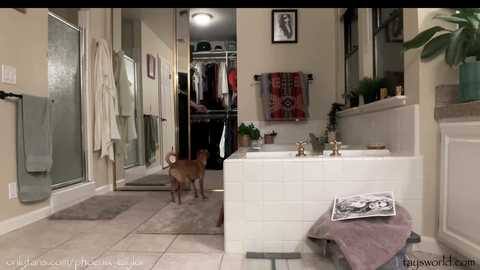 phoenix_taylor @ chaturbate on 20240208