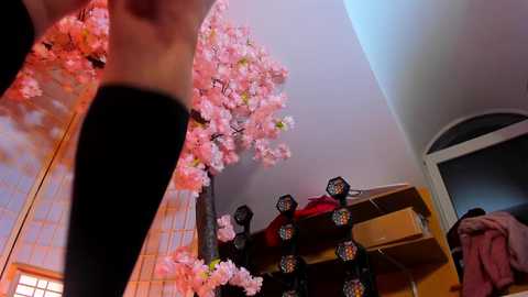 xlanabunny @ chaturbate on 20240324
